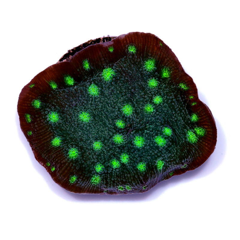 LPS Korallen für einsteiger - Echinopora lamellosa